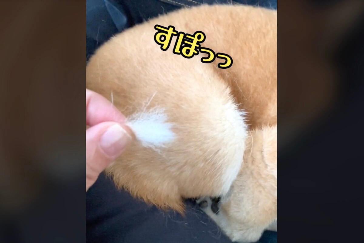 柴犬,動画