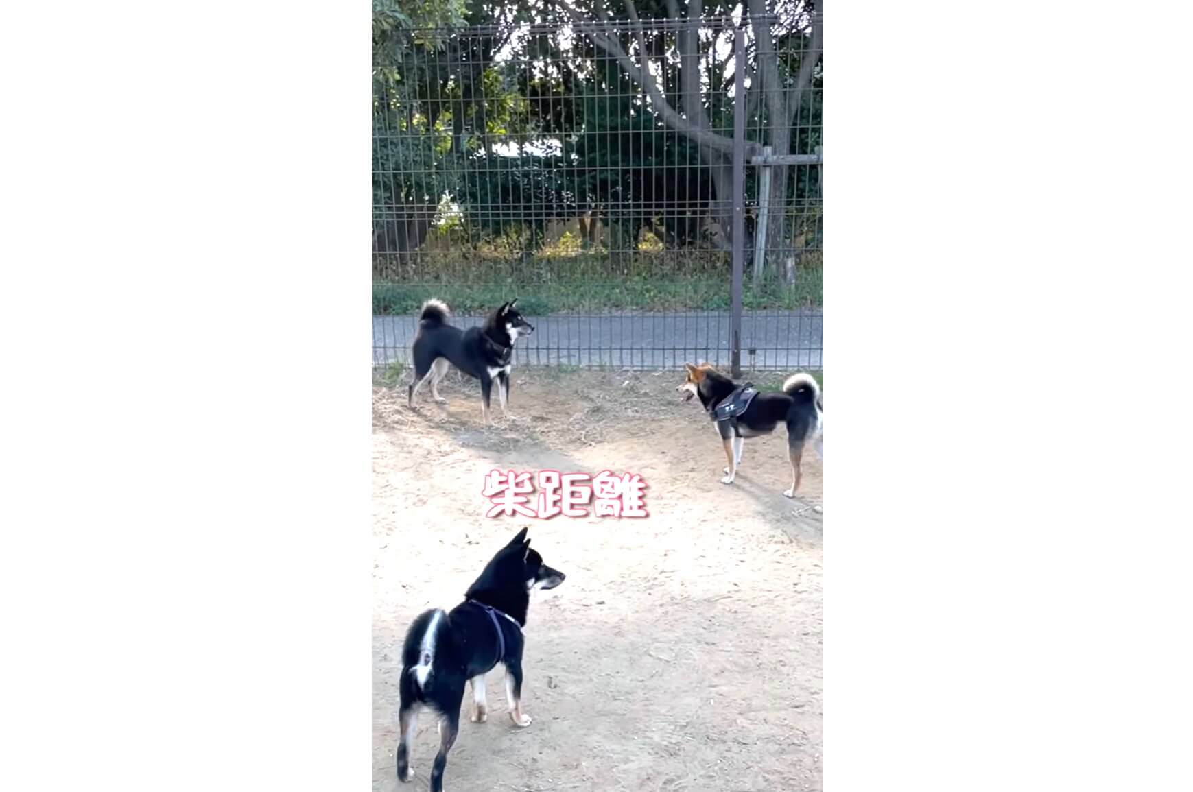 柴犬,YouTube