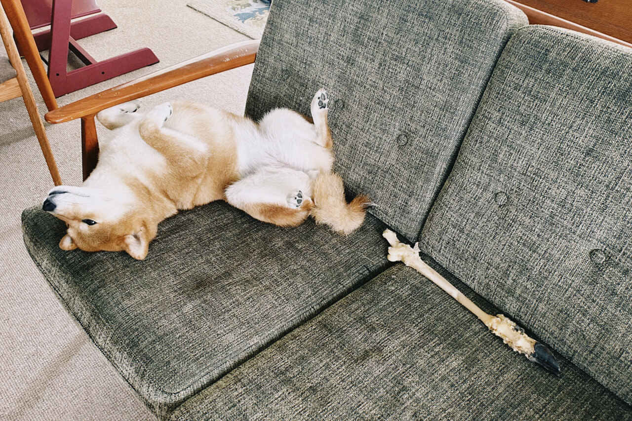 柴犬ライフ,KIKI