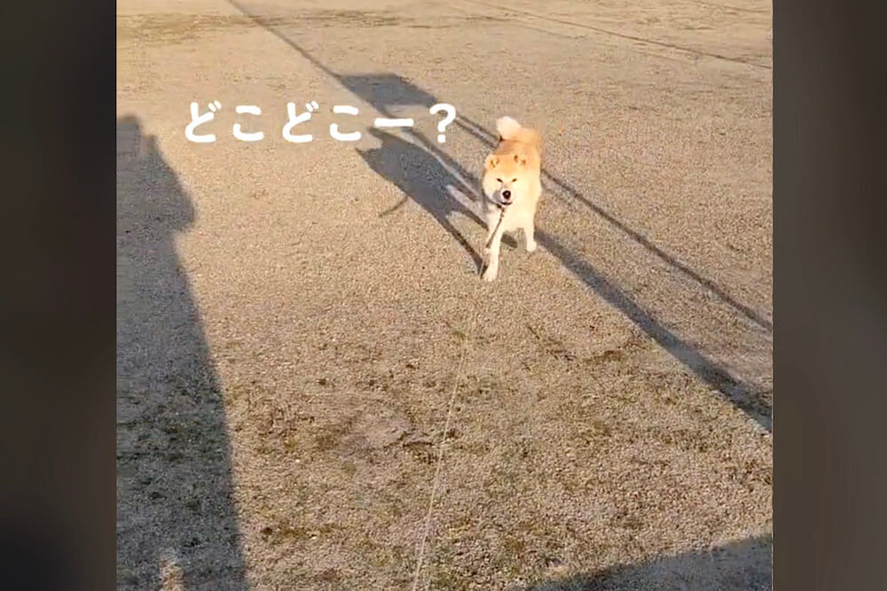 柴犬,動画
