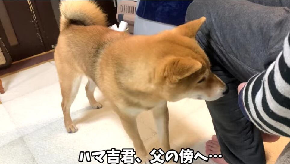 柴犬,YouTube
