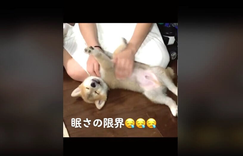 柴犬,動画