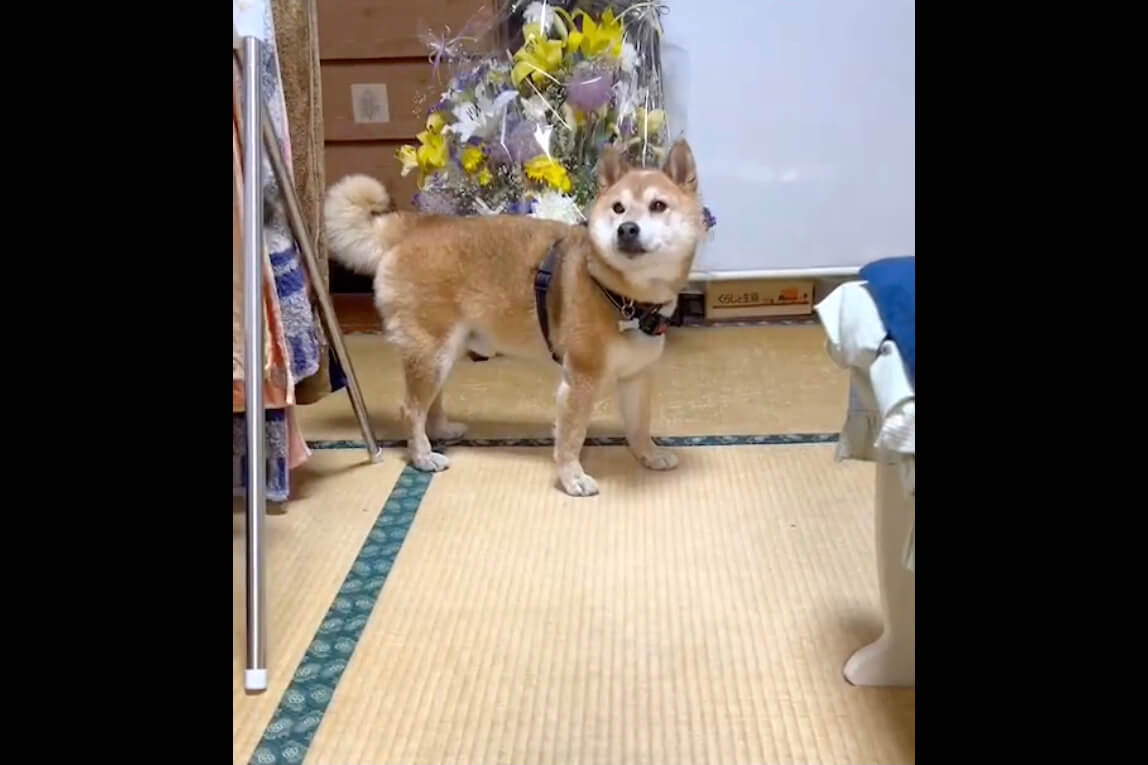 柴犬,動画