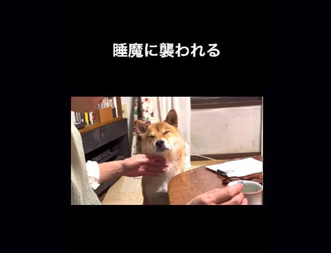 柴犬,動画