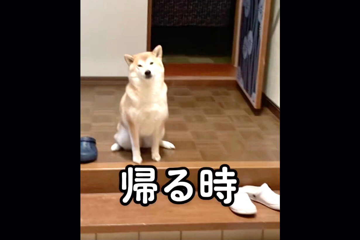 柴犬,動画