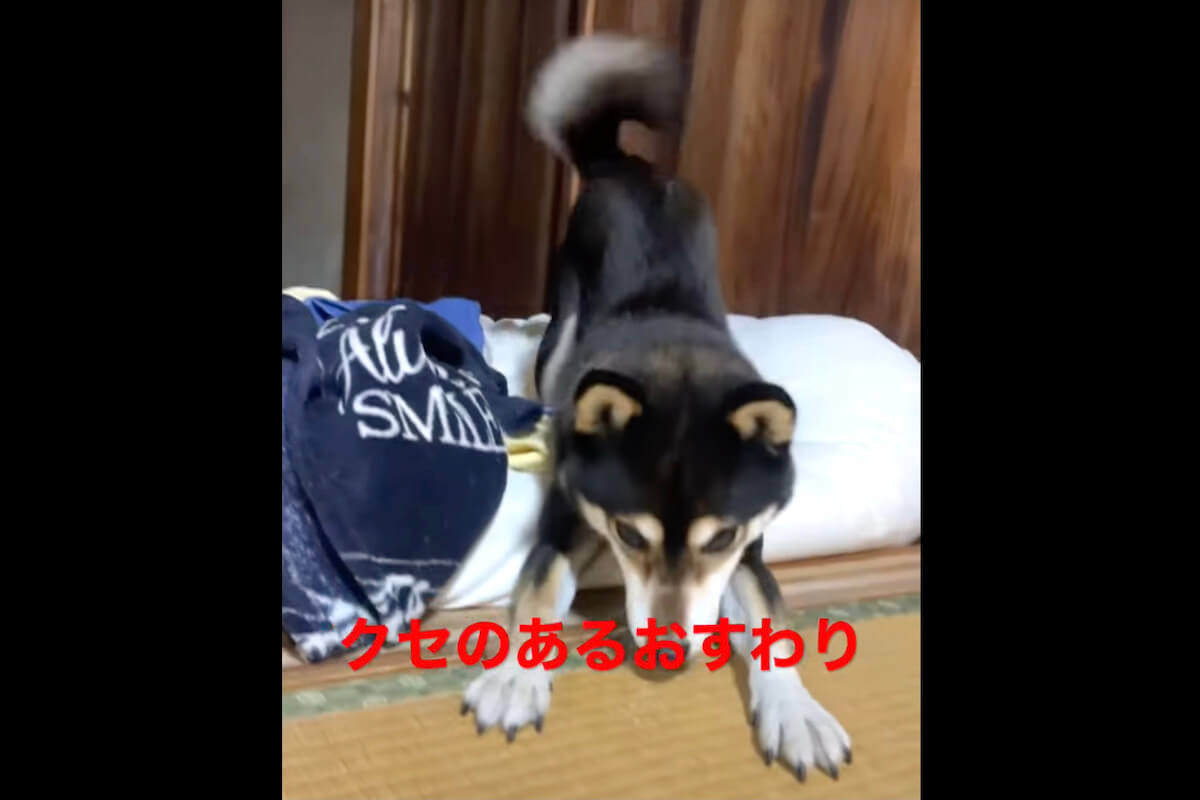 柴犬,YouTube