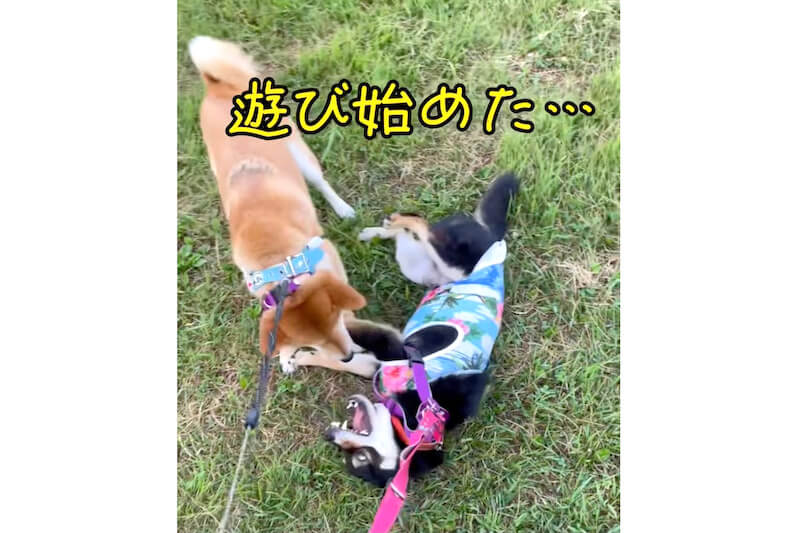 柴犬,YouTube