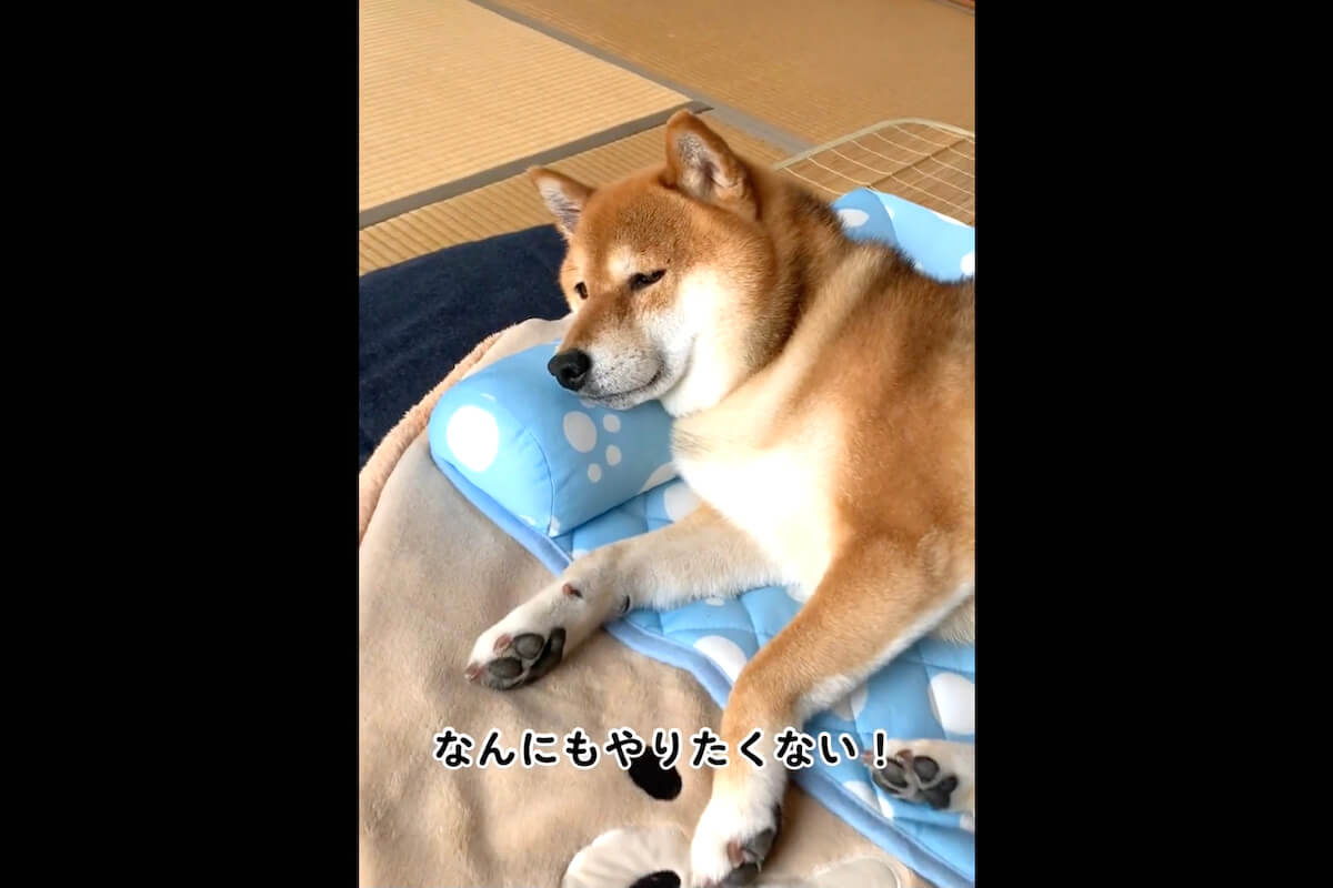 柴犬,動画