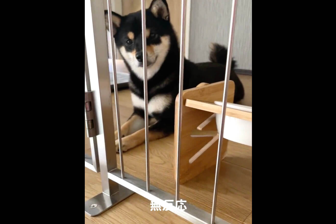 柴犬,動画