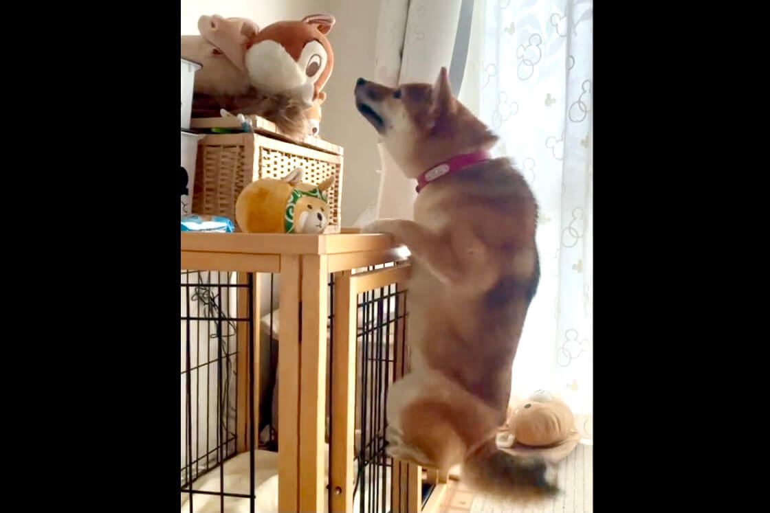 柴犬,動画