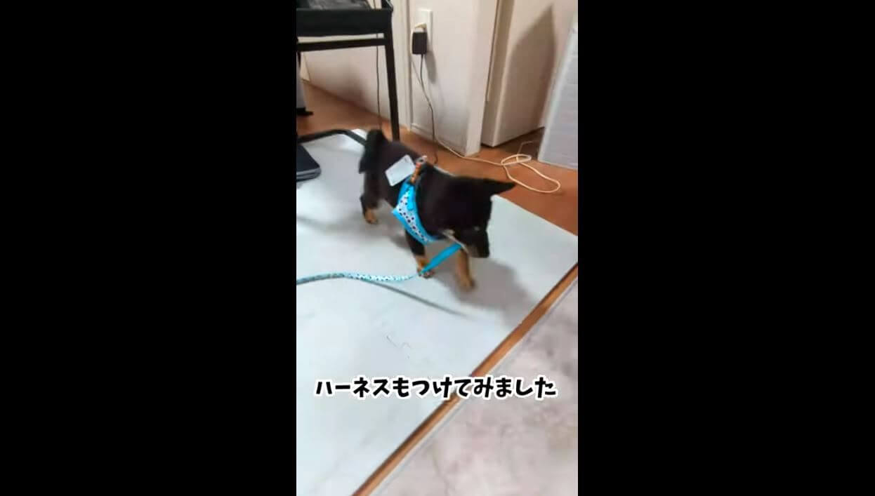 柴犬,YouTube