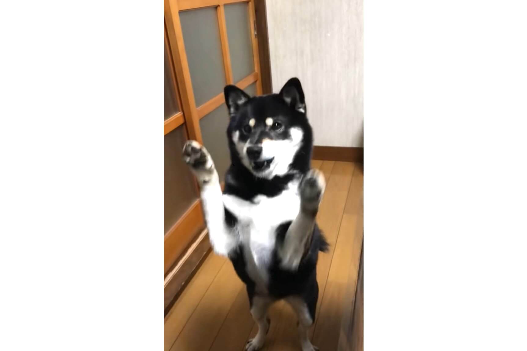 柴犬,YouTube
