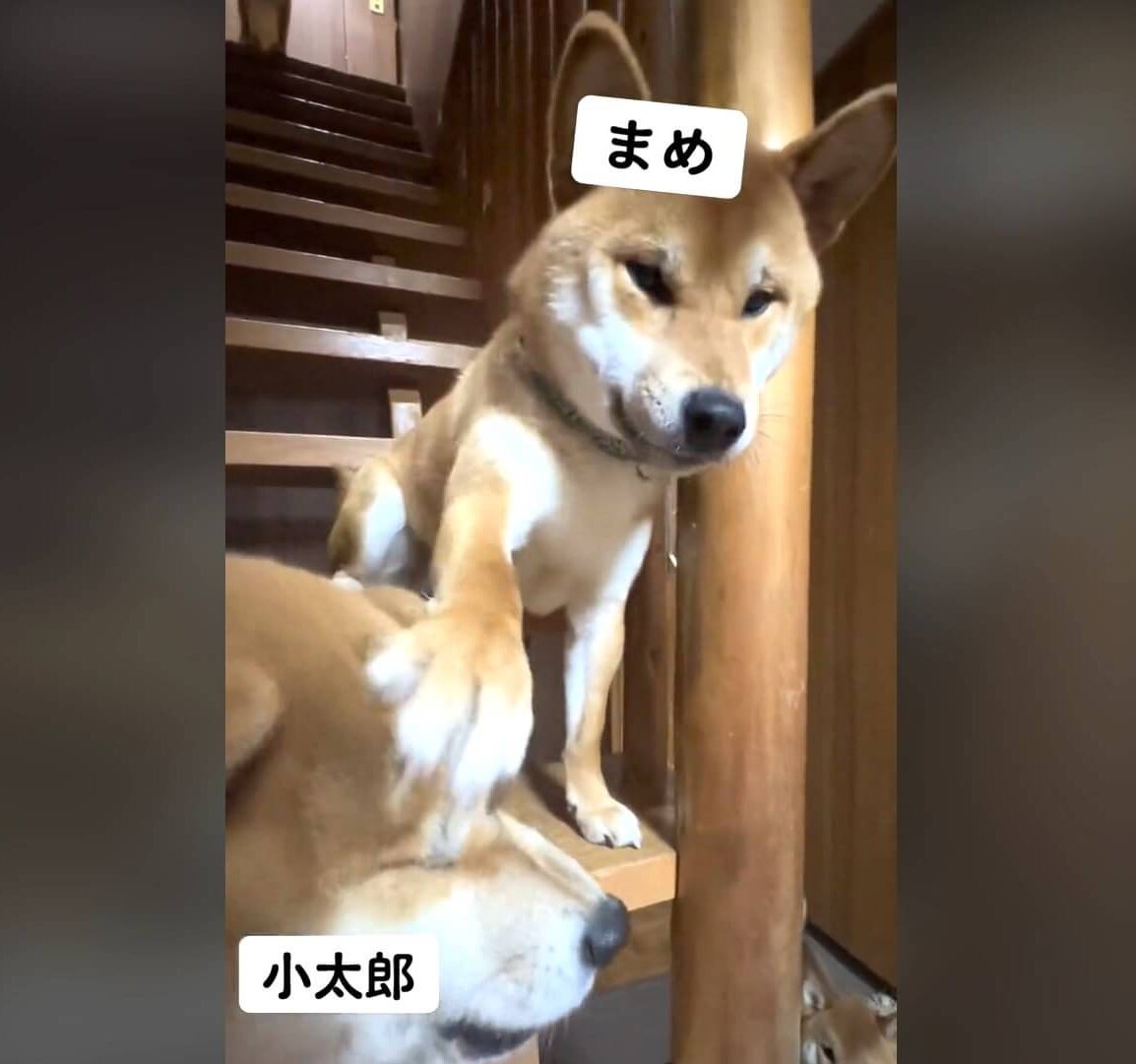 柴犬,動画