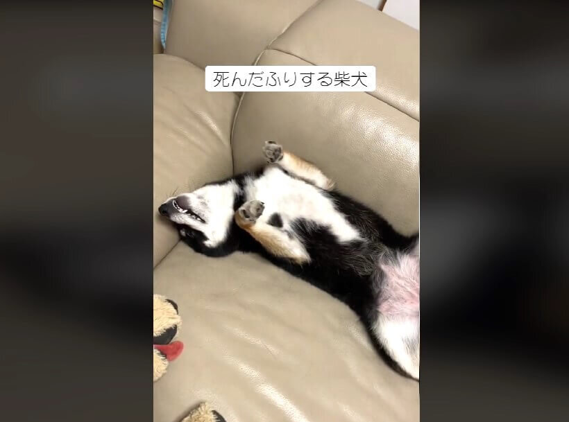 柴犬,動画