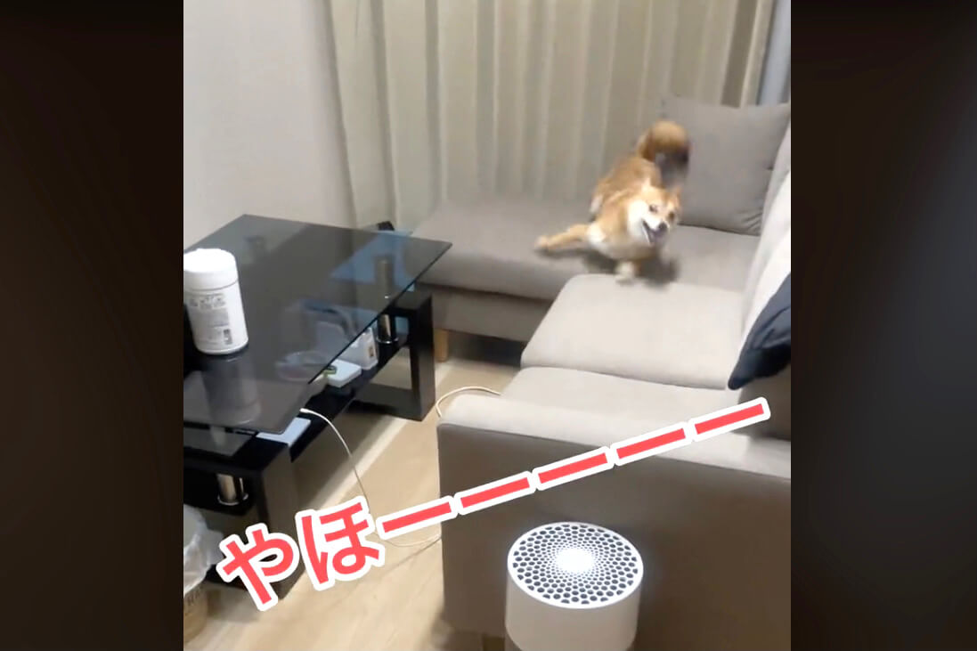 柴犬,動画