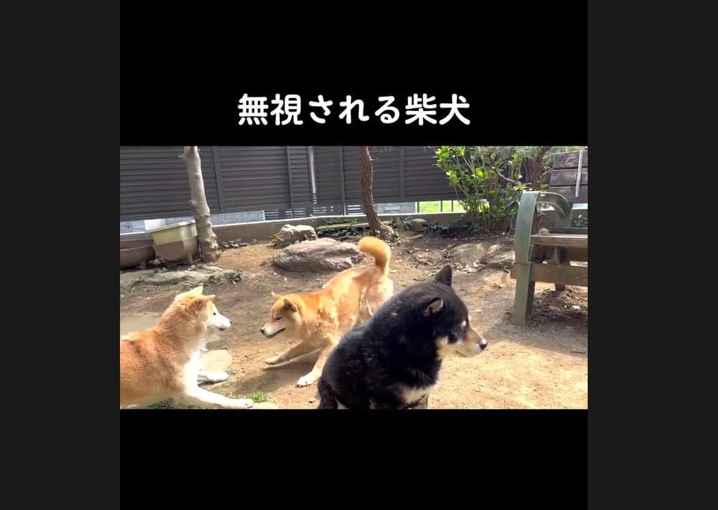 柴犬,動画