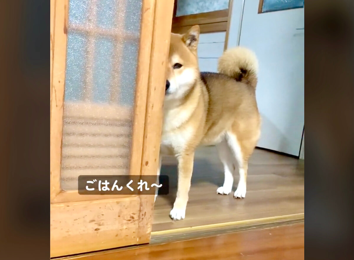 柴犬,動画