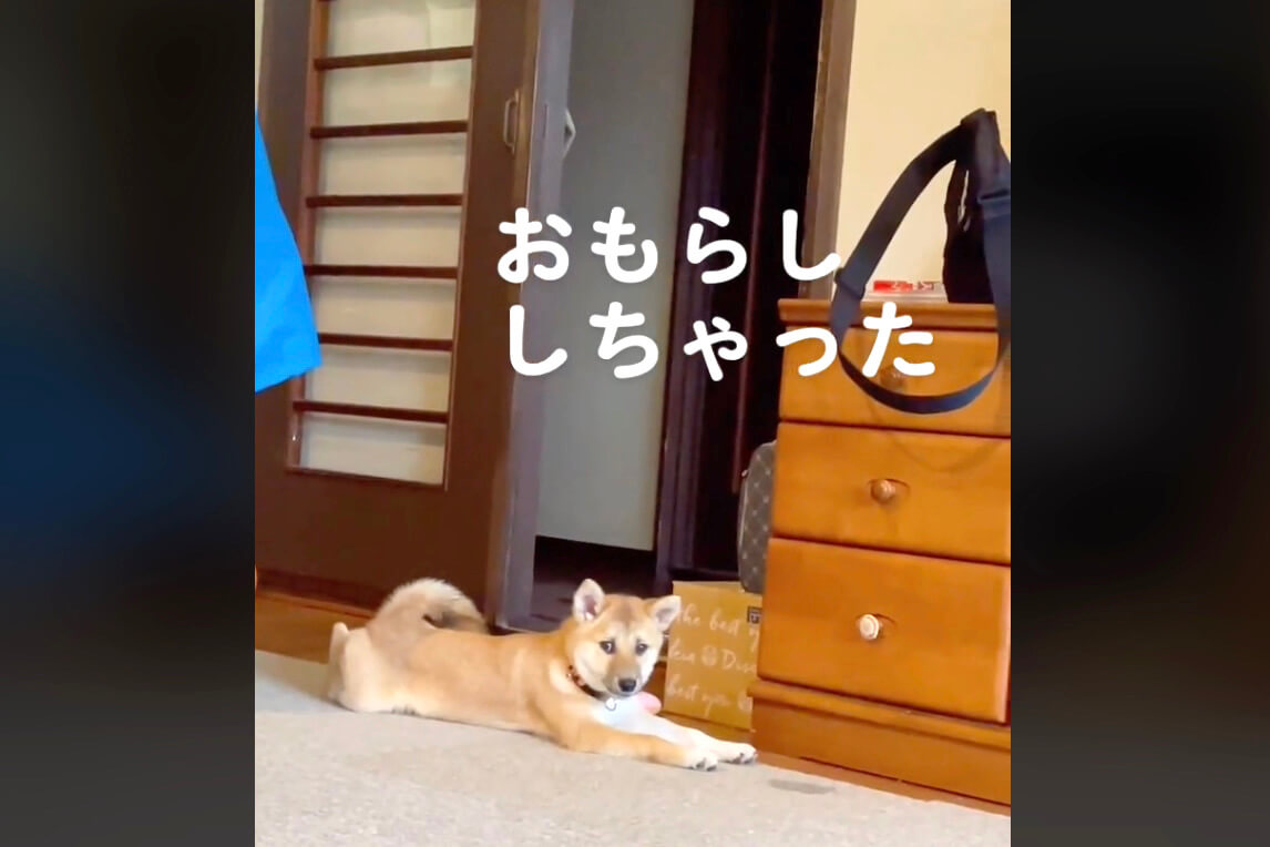 柴犬,動画
