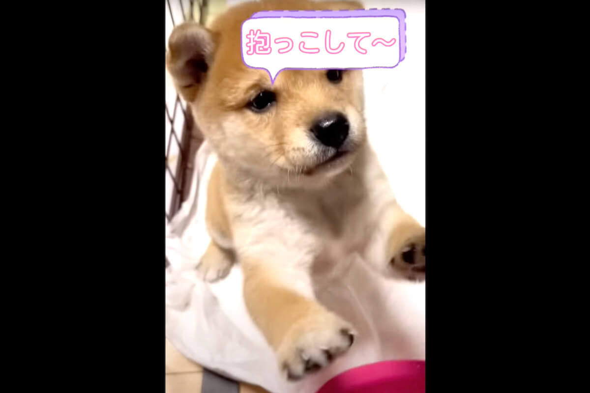 柴犬,YouTube