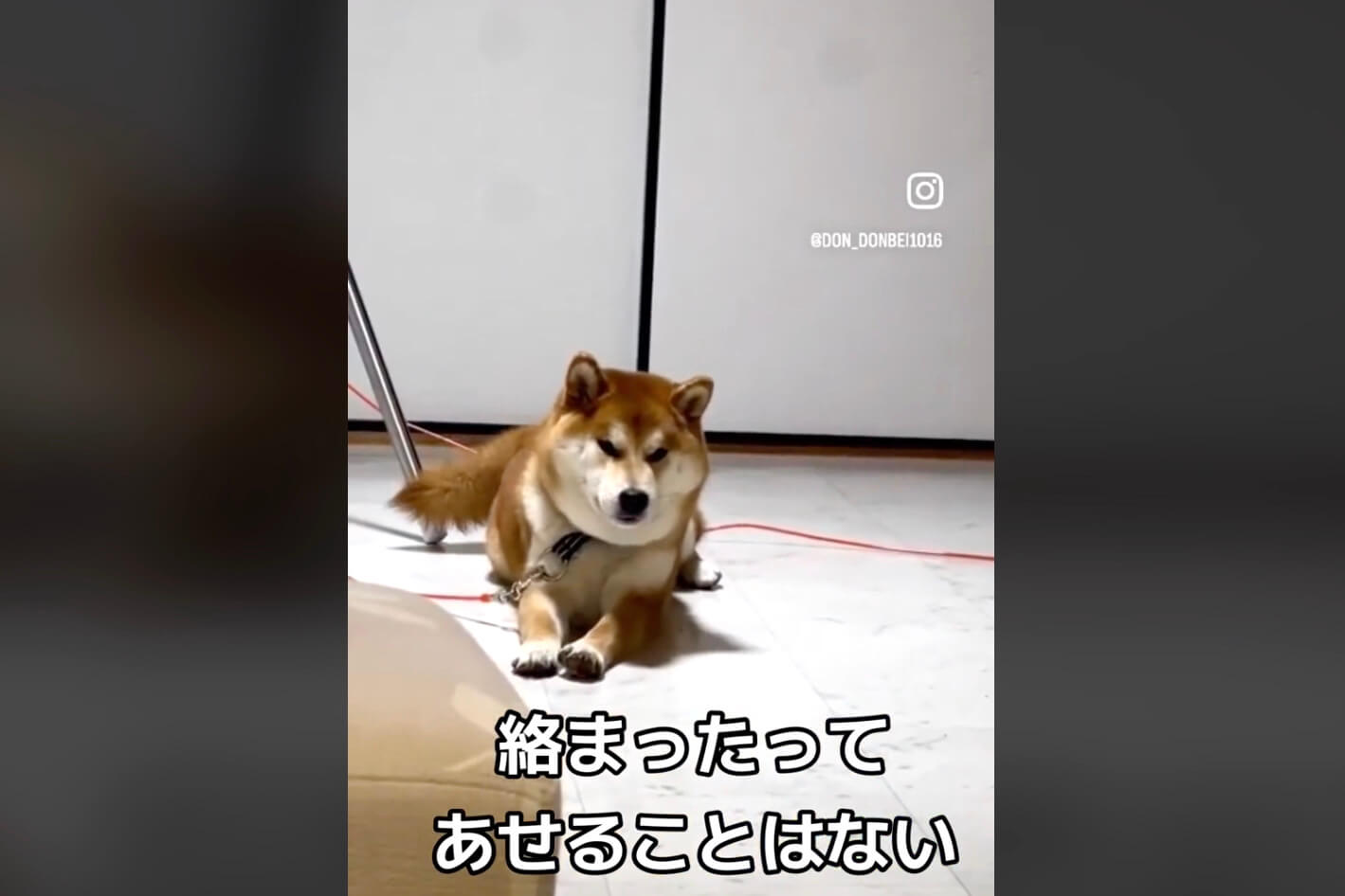 柴犬,動画