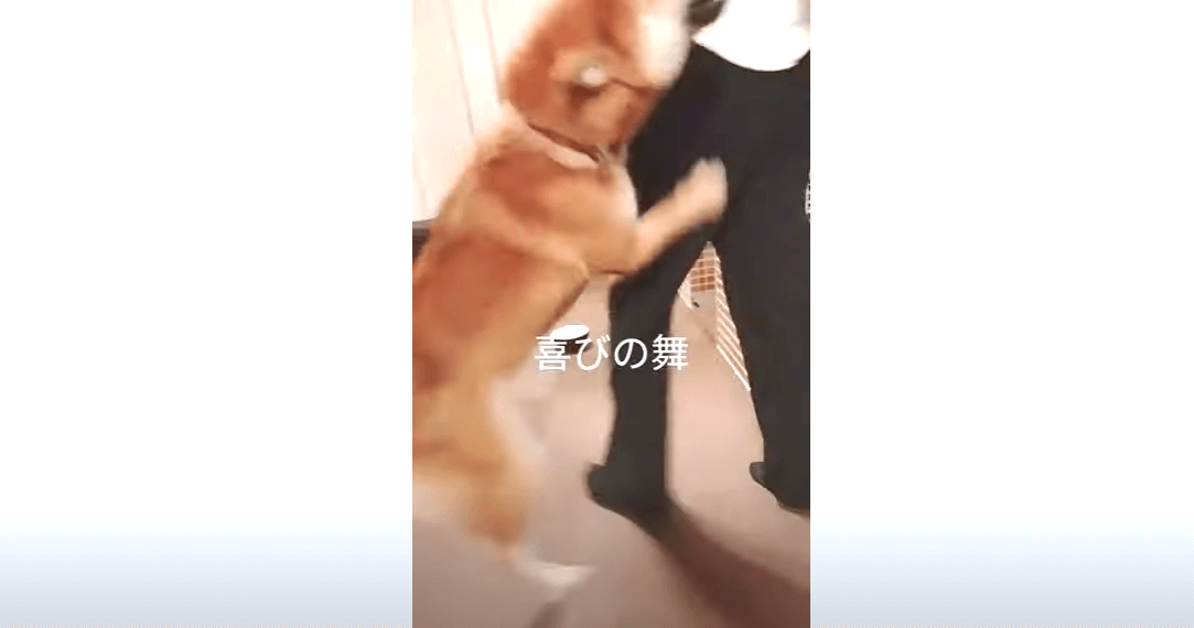 柴犬,YouTube