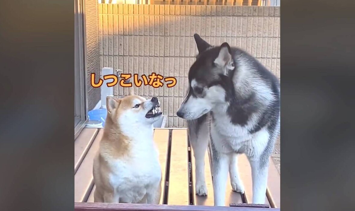 柴犬,動画