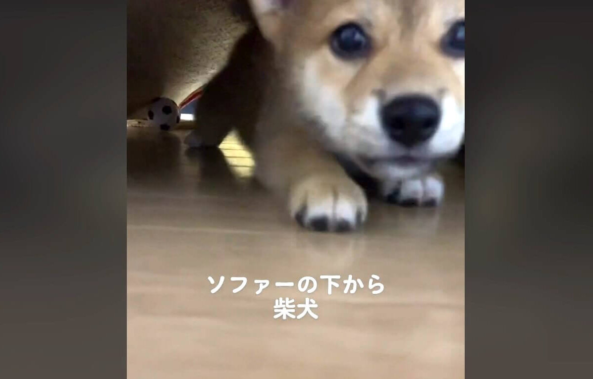 柴犬,動画