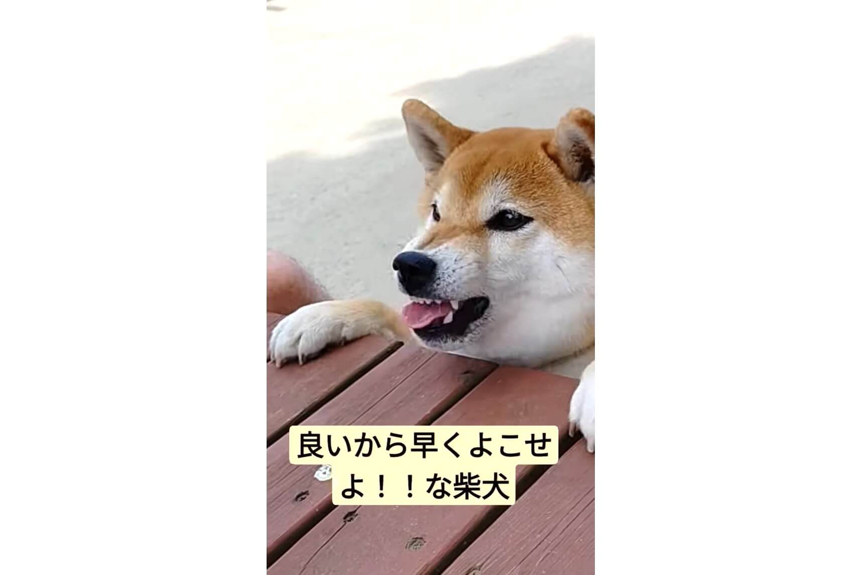 柴犬,YouTube