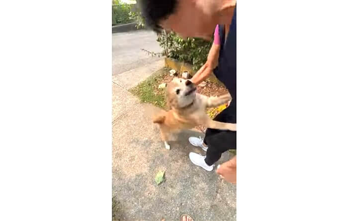 柴犬,YouTube