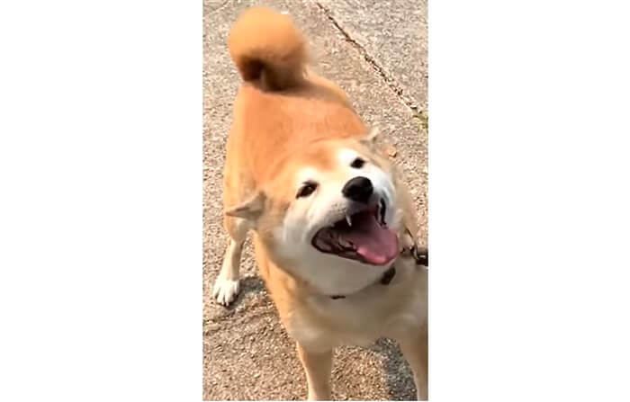 柴犬,YouTube