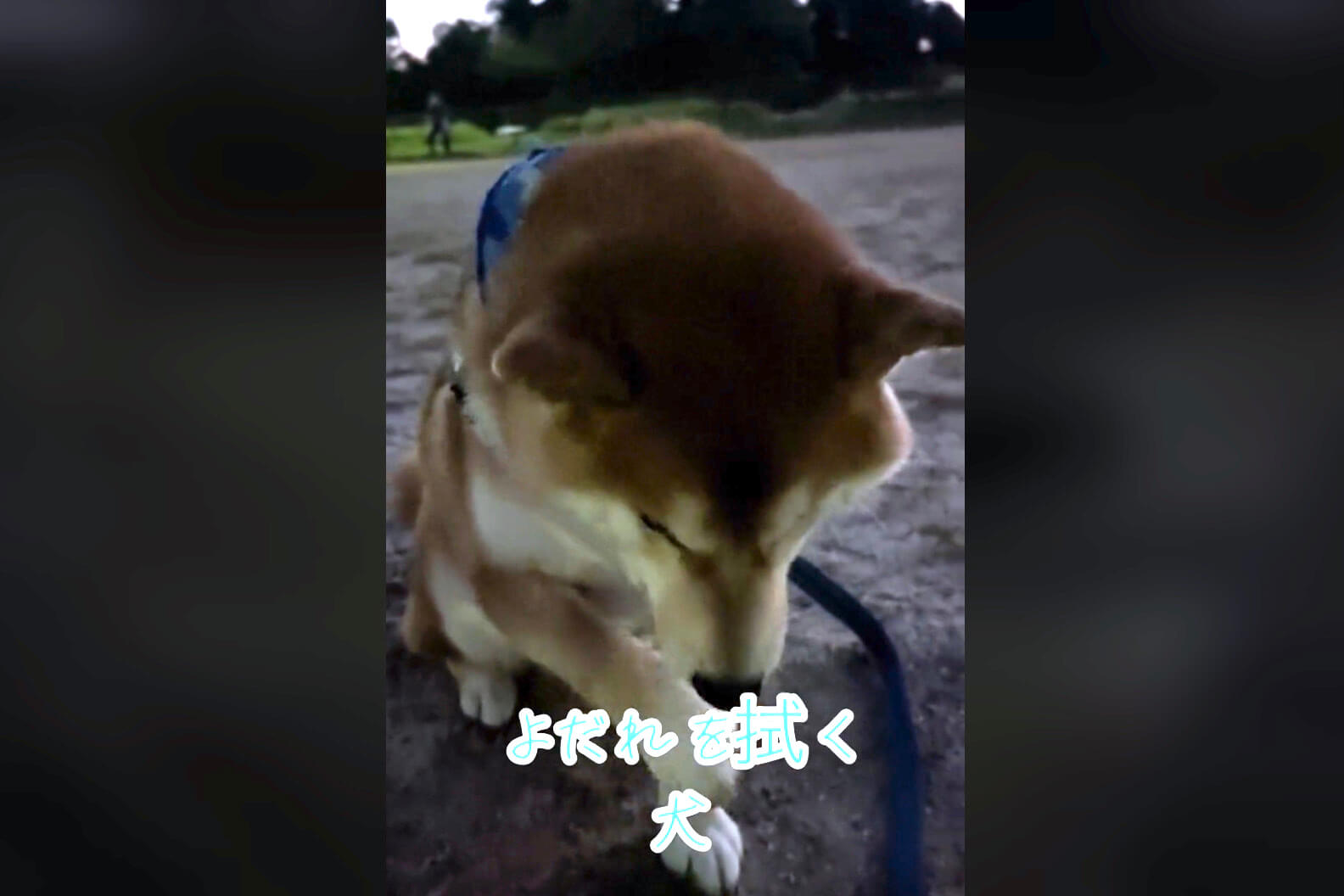 柴犬,動画
