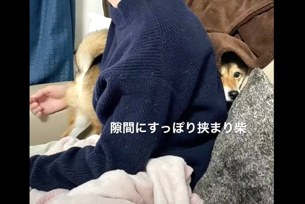 柴犬,YouTube