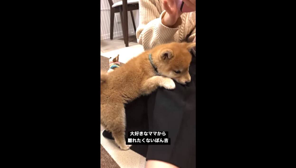 柴犬,YouTube