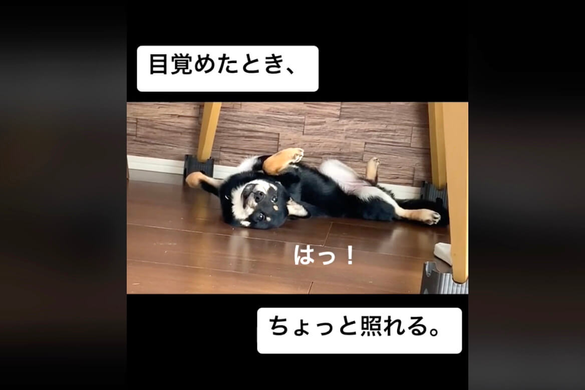 柴犬,動画