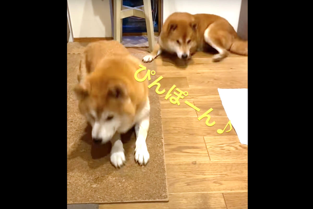 柴犬,YouTube
