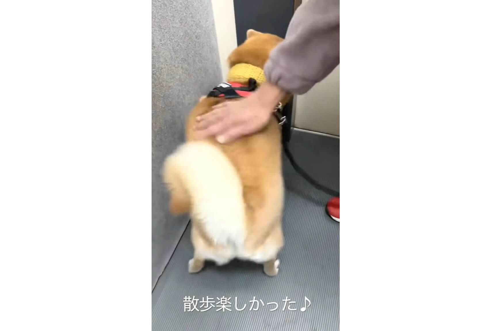 柴犬,YouTube