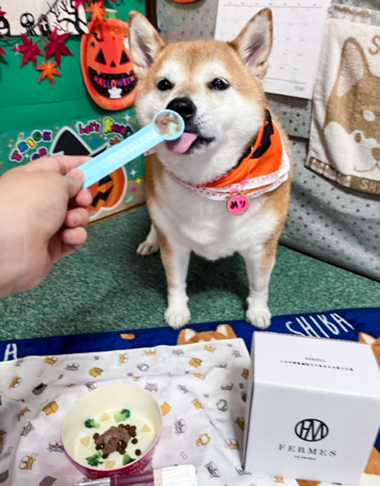 柴犬ライフ,フェルメス,発酵食品