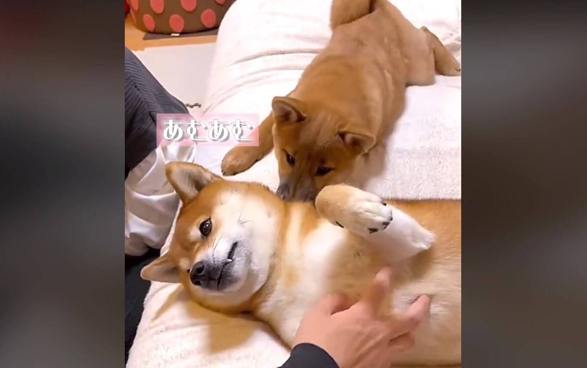 柴犬,動画