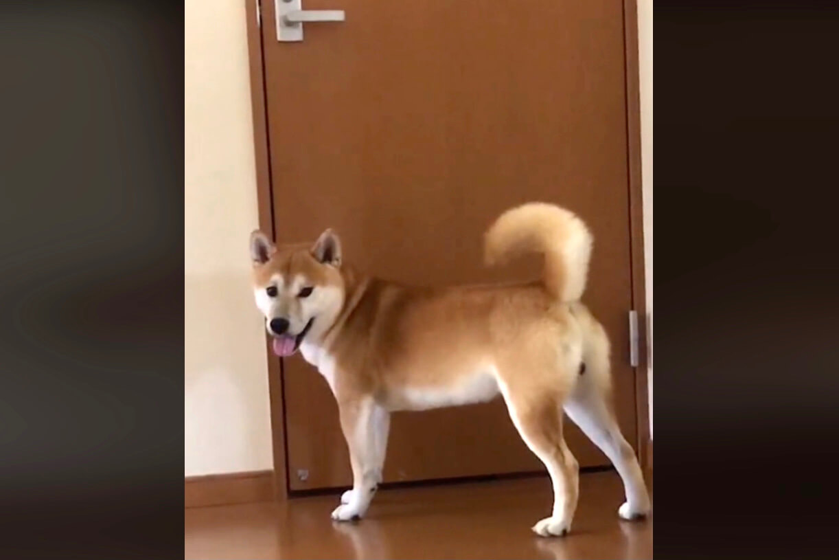 柴犬,動画