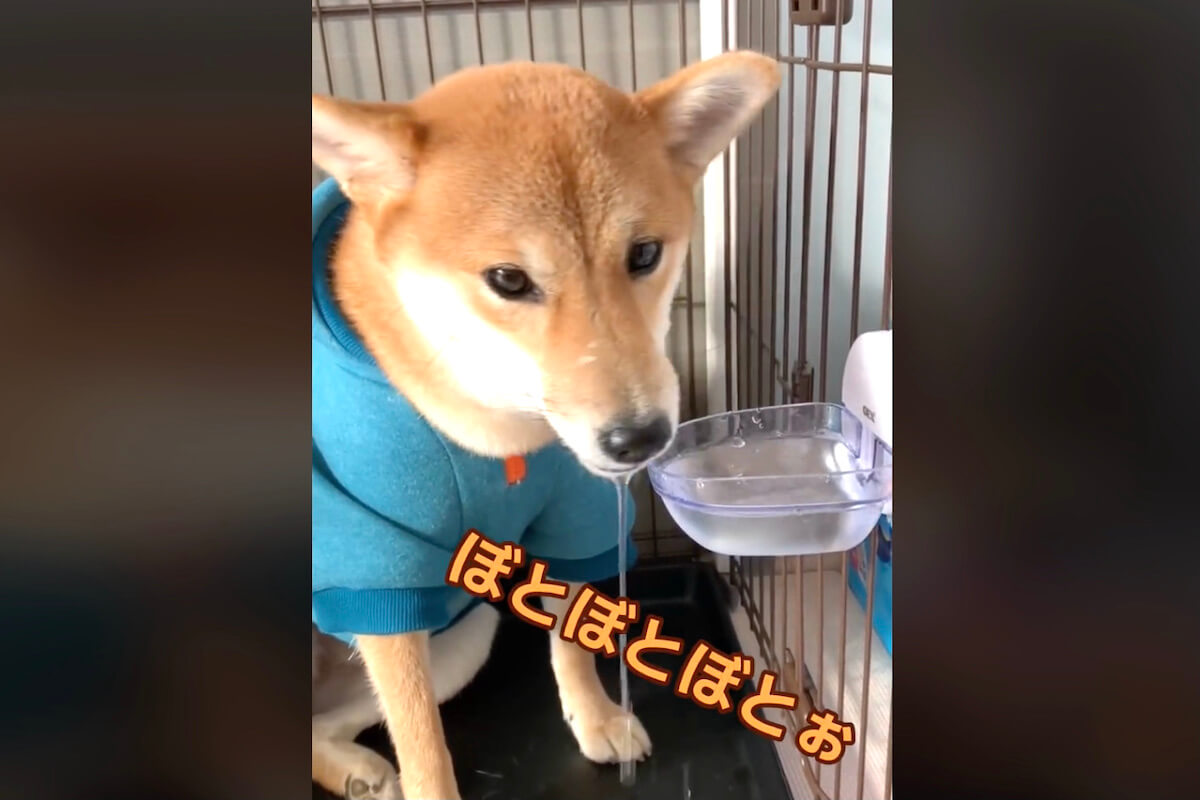 柴犬,動画