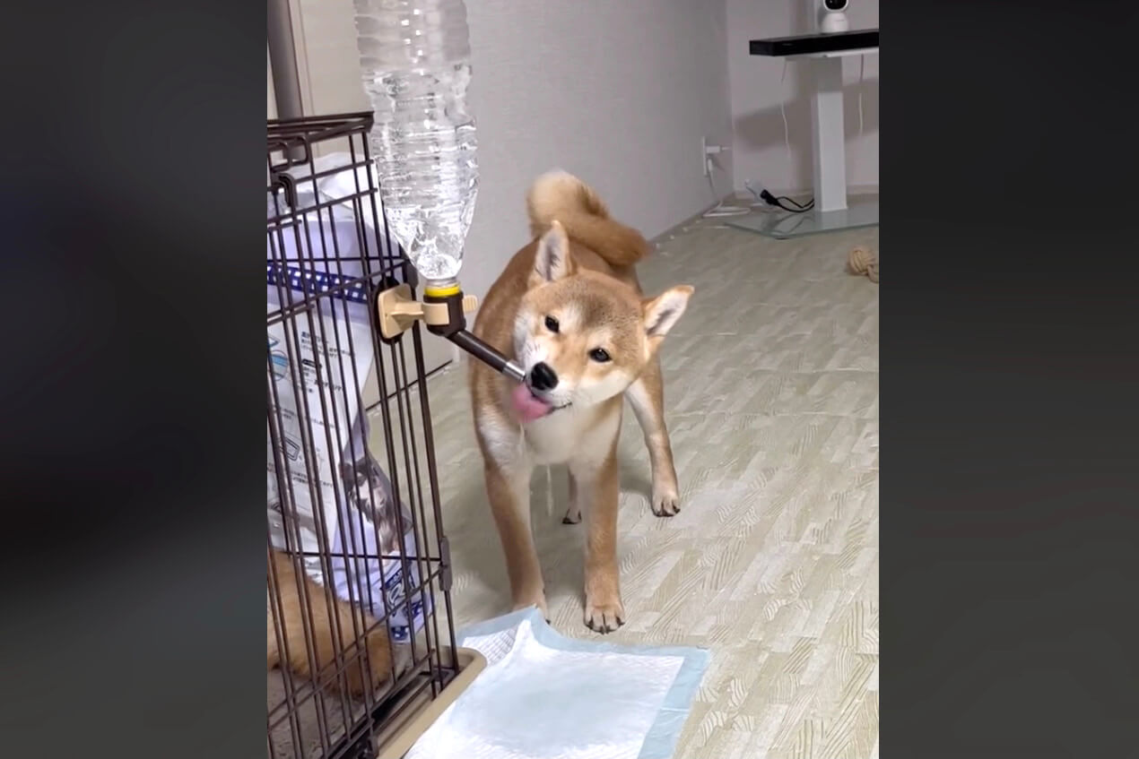 柴犬,動画