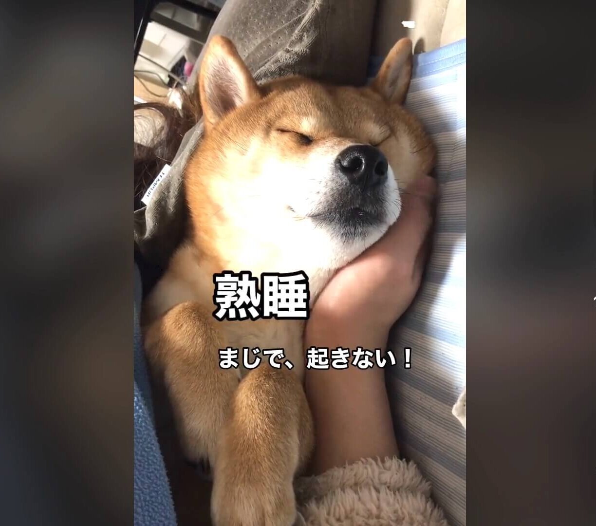 柴犬,動画