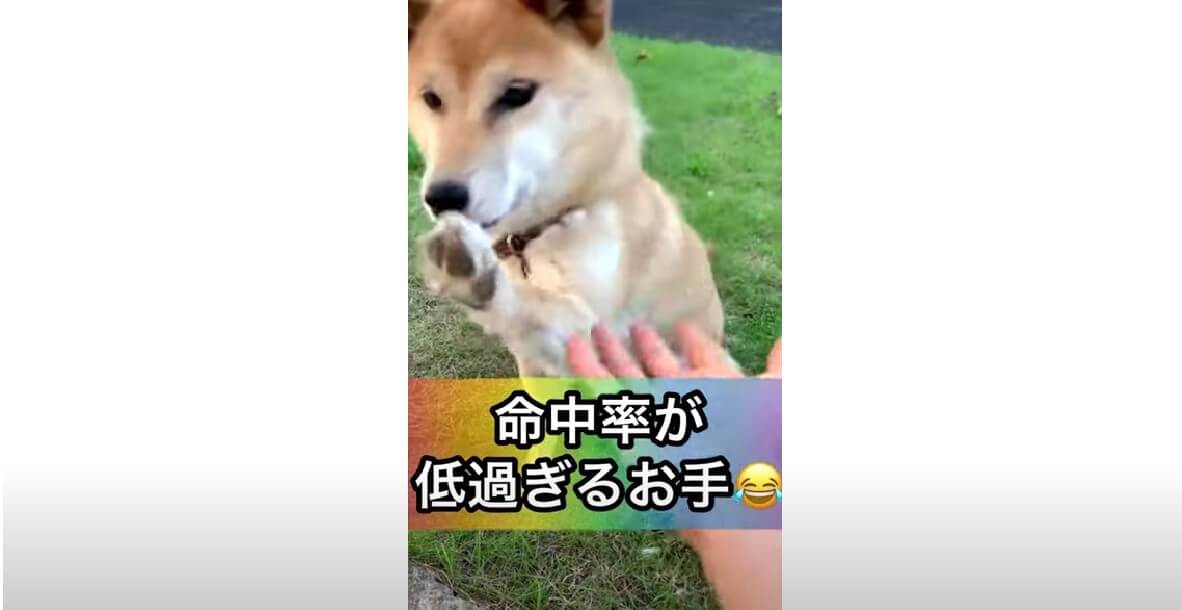 柴犬,YouTube