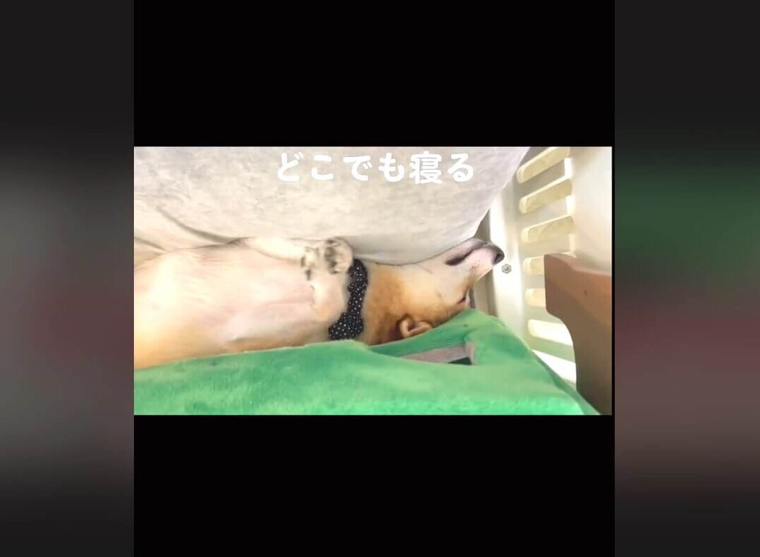 柴犬,動画