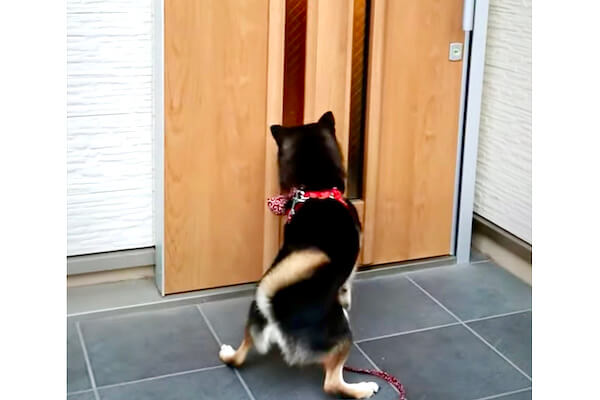 「そこにいるのはわかっている！」大好きな人が玄関にいてジタバタが止まらない柴犬【動画】 | 柴犬ライフ [Shiba-Inu Life]