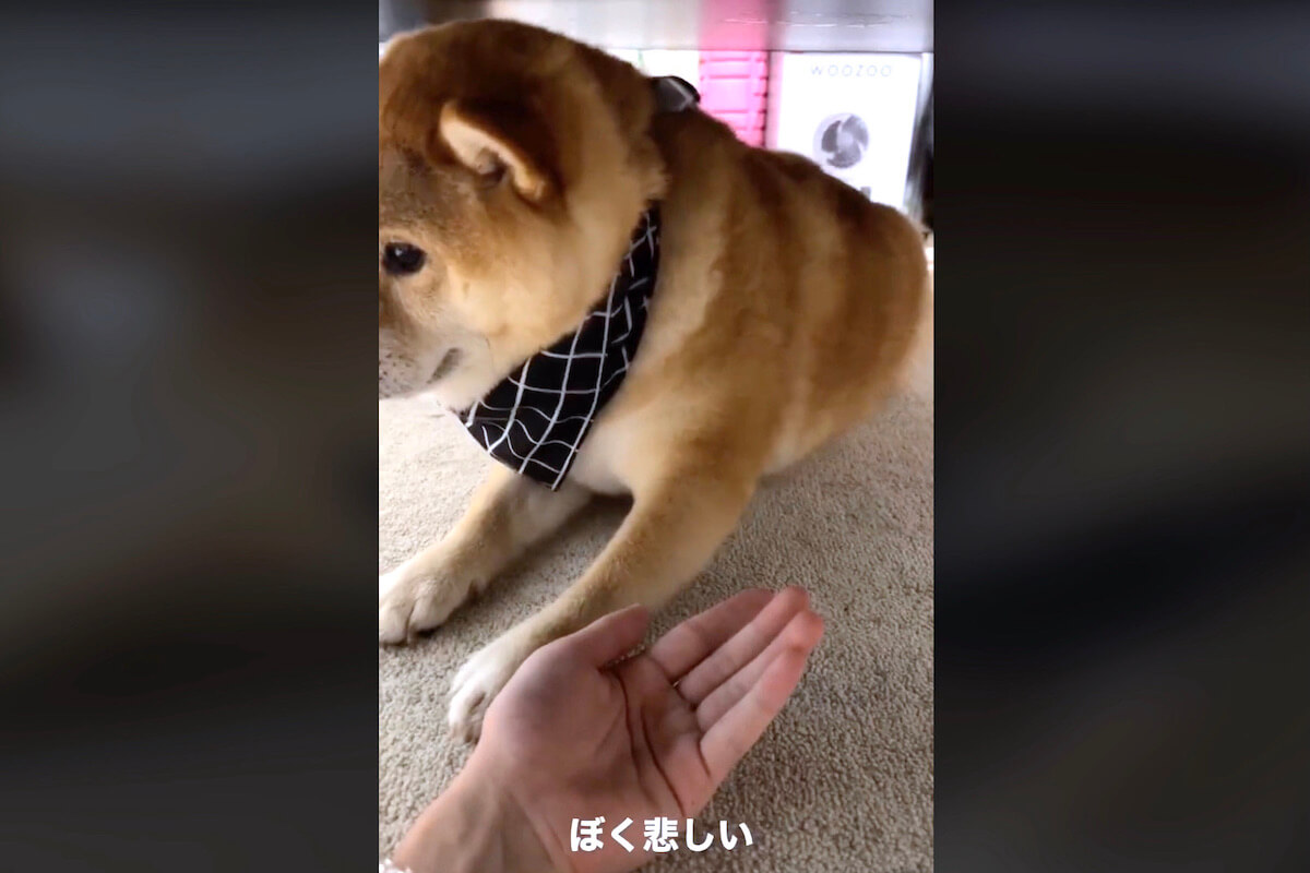 柴犬,動画