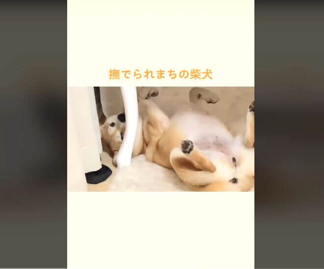 柴犬,動画