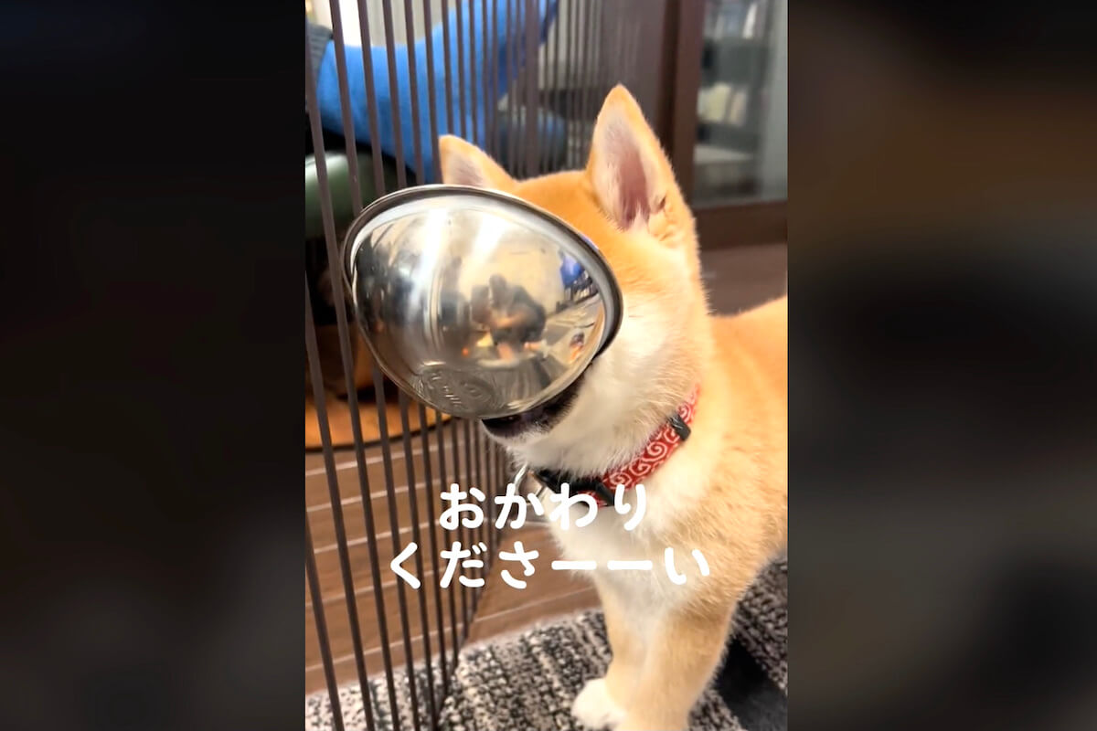 柴犬,動画