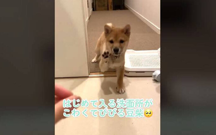 柴犬,動画