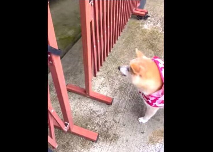 柴犬,YouTube